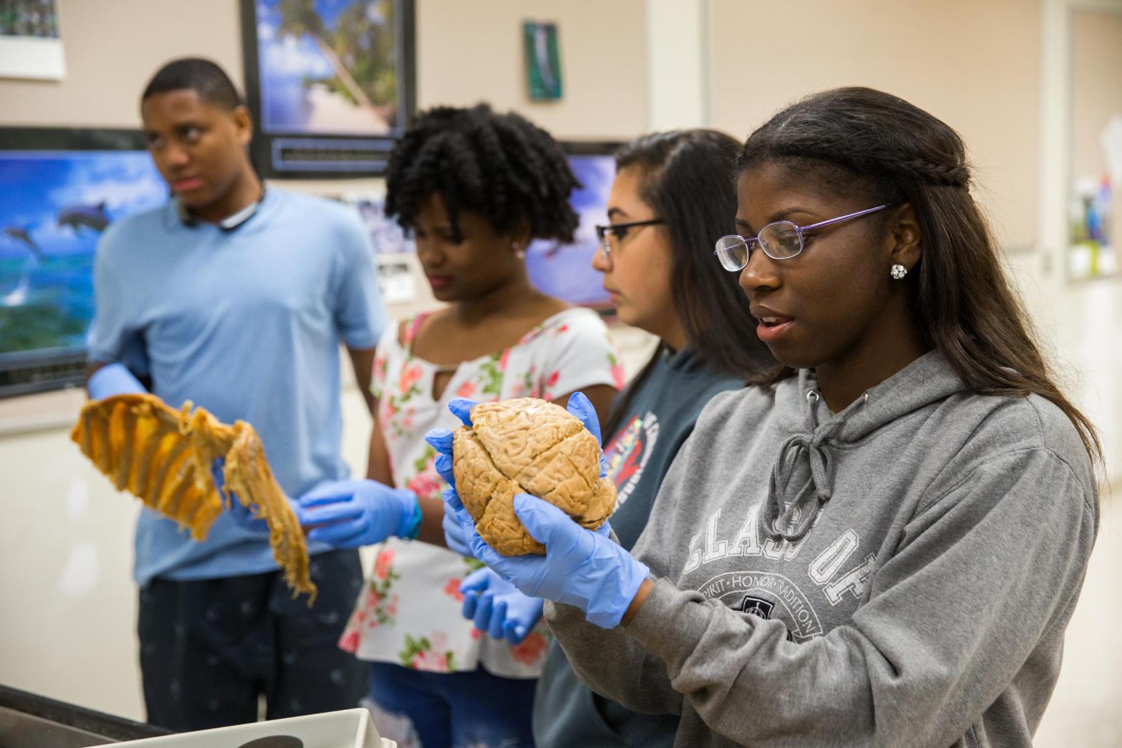 STEAM — students examining a brain in a science lab